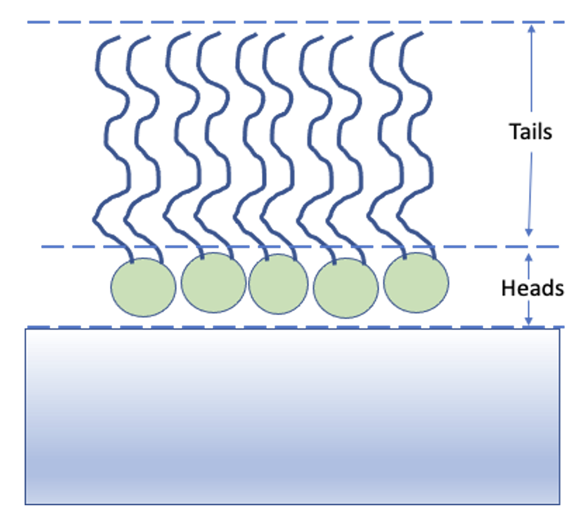 The lipid monolayer example