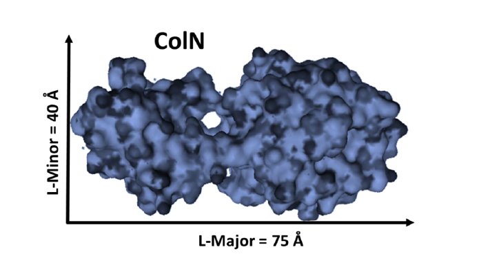 Antibacterial protein colicin-N (ColN)