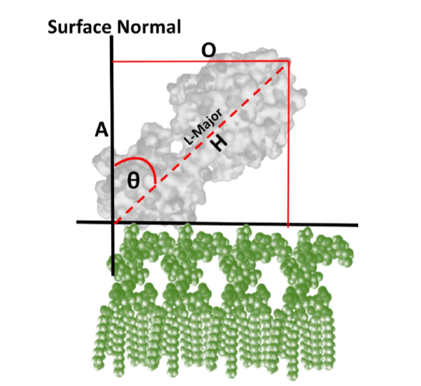 Illustration of angle of ColN relative to the surface normal